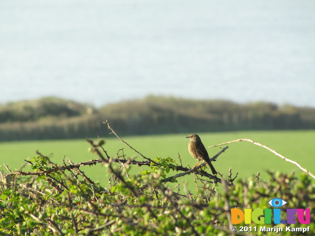 SX18024 Meadow Pipit (Anthus pratensis) on bramble